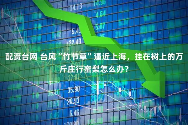 配资台网 台风“竹节草”逼近上海，挂在树上的万斤庄行蜜梨怎么办？